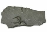 Ordovician Brittle Star (Ophiura) - Morocco #365286-1